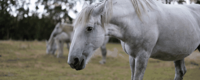 A white horse ambles across a paddock towards the camera until its face fills the frame.